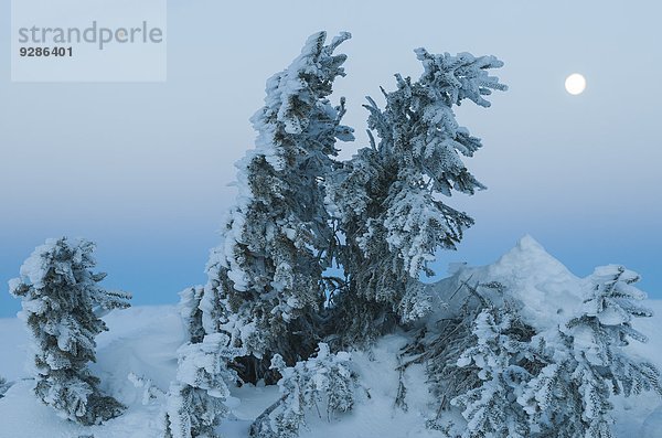 bedecken Baum Ast Schnee