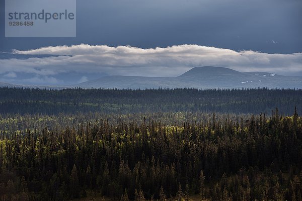 hoch oben Wald Ansicht Flachwinkelansicht Winkel