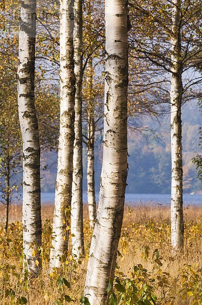 Wald Herbst Birke