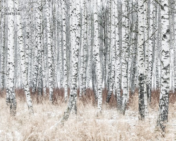Winter Wald Birke