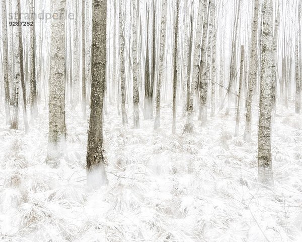 Winter Wald Birke