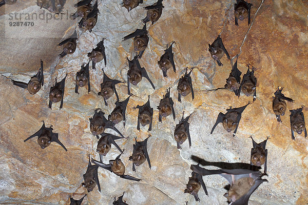 Bats resting