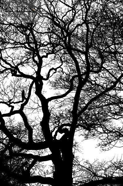 Baum Silhouette
