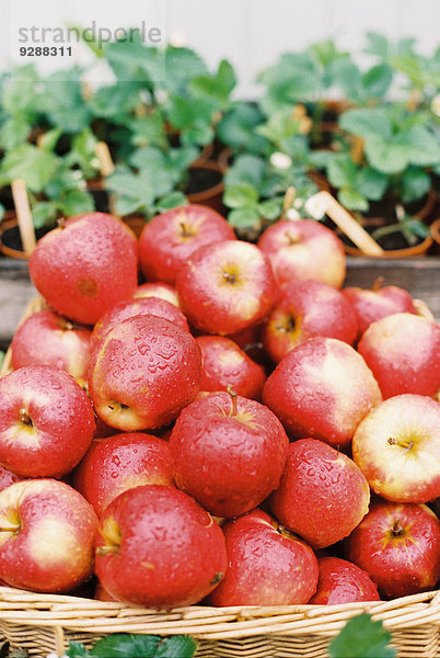 Eine Ausstellung frischer Äpfel mit Wassertröpfchen auf der roten Schale und ein Korb mit Pflanzen.