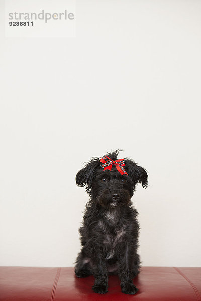 Ein schwarzer Hund  ein Haustier mit einer roten Schleife auf dem Kopf.