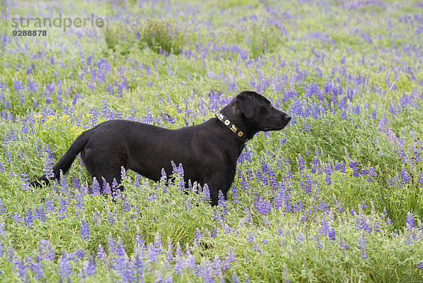 Ein schwarzer Labradorhund steht auf einer Wildblumenwiese.