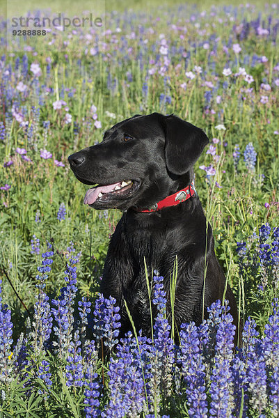 Ein schwarzer Labradorhund sitzt in einem Feld mit hohem Gras und blauen Blumen.
