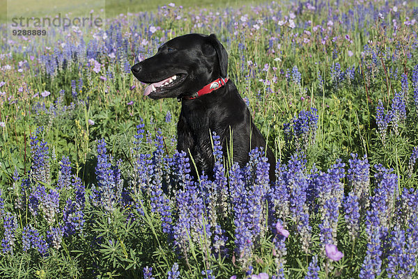 Ein schwarzer Labradorhund sitzt in einem Feld mit hohem Gras und blauen Blumen.