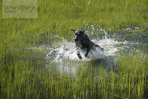 Ein schwarzer Labradorhund  der durch flaches Wasser springt.