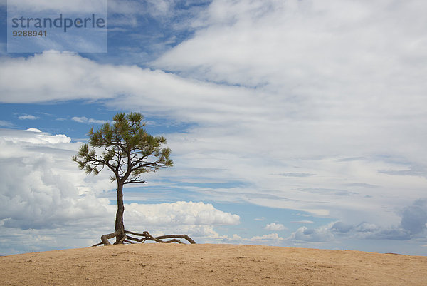 Ein einzelner Baum mit Luftwurzeln in einer Wüstenlandschaft  im Bryce-Nationalpark.