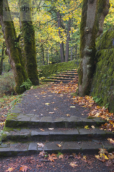 Ein Pfad und Stufen durch das Waldgebiet in der Columbia River Gorge.