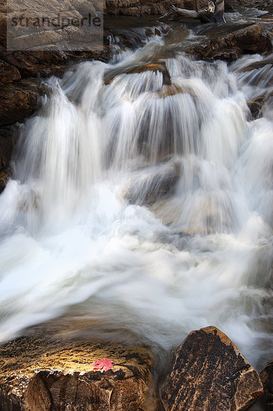 Upper Provo River Falls und Wasserfälle über Felsen in den Uinta-Bergen in Utah.