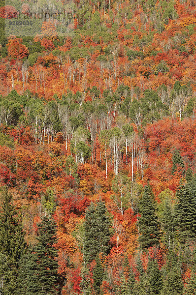 Ahorn- und Espenbäume im vollen Herbstlaub im Wald.