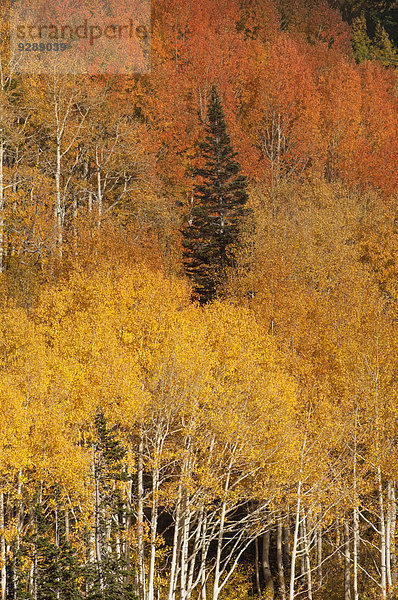 Ahorn- und Espenbäume im vollen Herbstlaub im Wald.