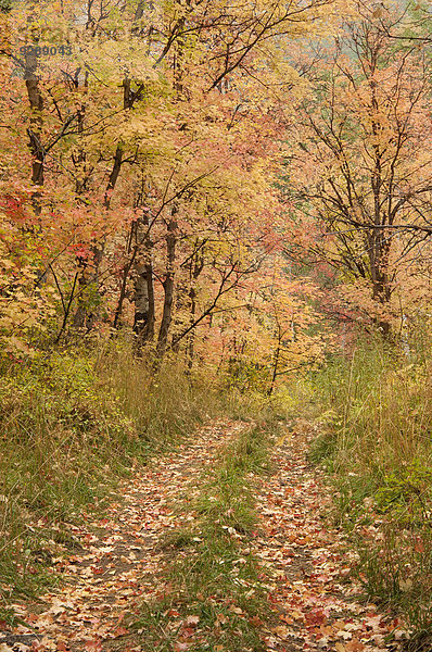 Ahorn- und Espenbäume im vollen Herbstlaub im Wald.
