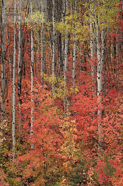 Ahorn- und Espenbäume im vollen Herbstlaub im Wald.