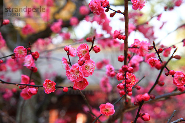 Plum Blossom