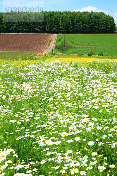 Hokkaido Japan