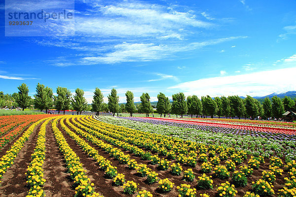 Hokkaido Japan