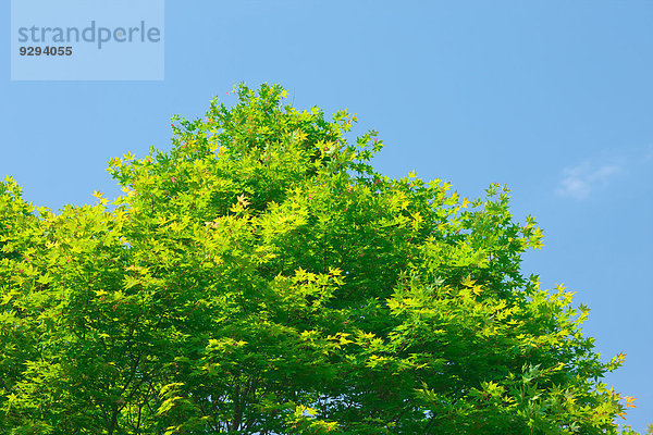 Baum Himmel blau