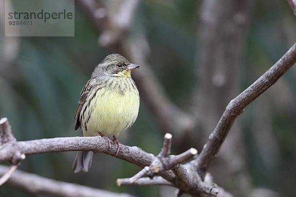 Black-Faced Bunting