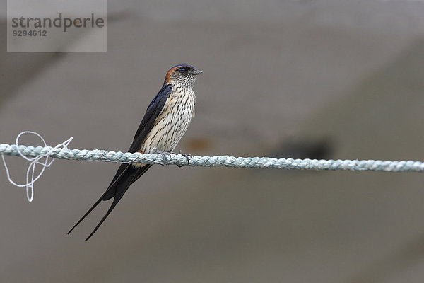 Red-Rumped Swallow