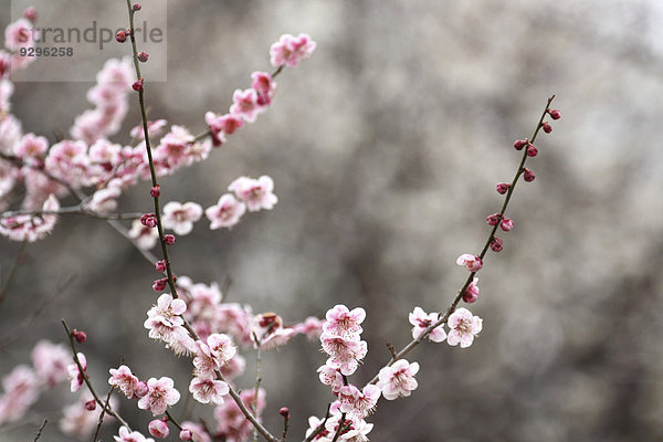 Plum blossoms