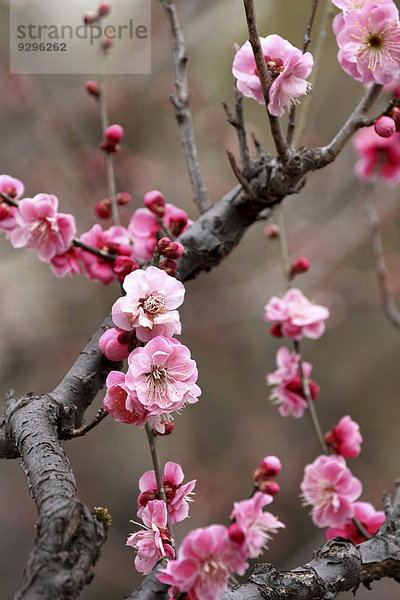 Plum blossoms