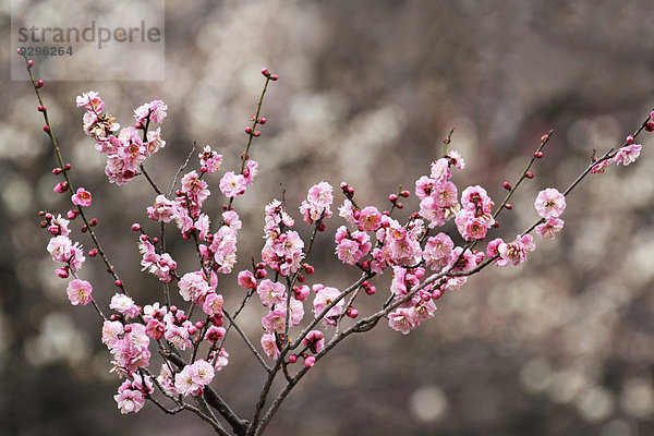 Plum blossoms