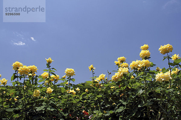 Rose flowers