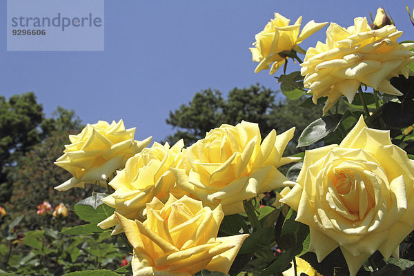 Rose flowers