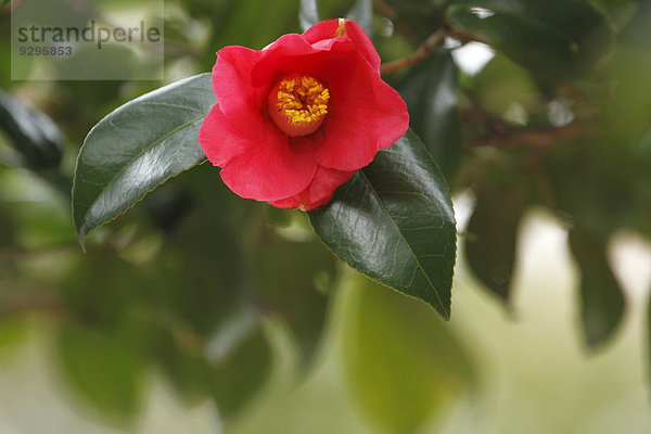 Kamelie Camellia japonica