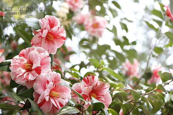 Kamelie Camellia japonica