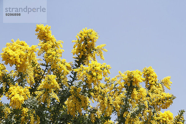 Mimose Mimosa pudica