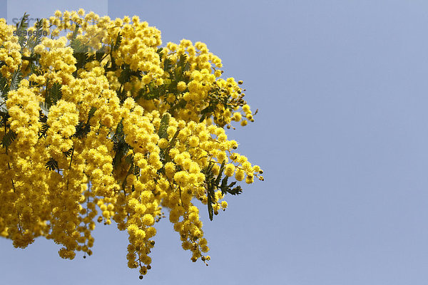 Mimose Mimosa pudica