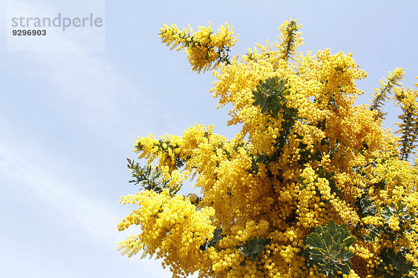 Mimose Mimosa pudica