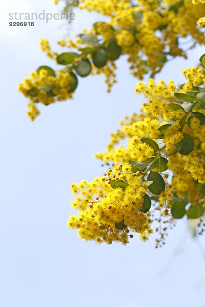 Mimose Mimosa pudica