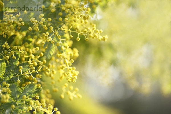 Mimose Mimosa pudica