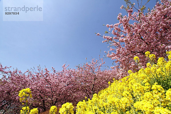 Kirschblüte