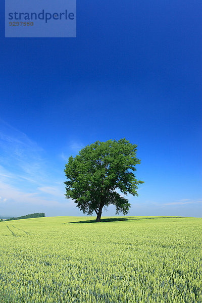 Hokkaido Japan