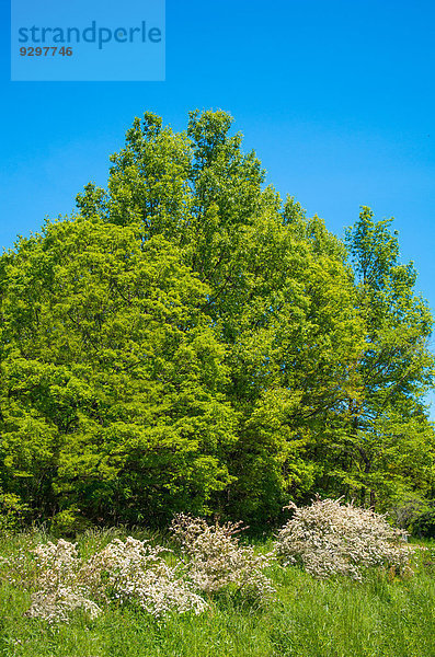 Green leaves