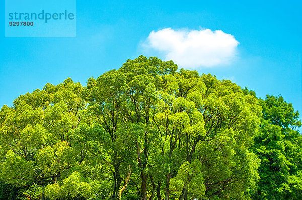 Wolke Baum Himmel