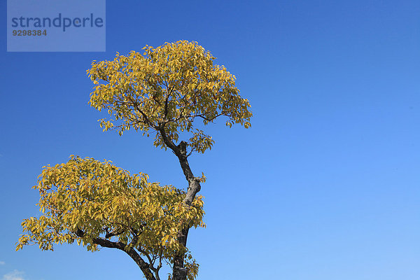 Baum Himmel