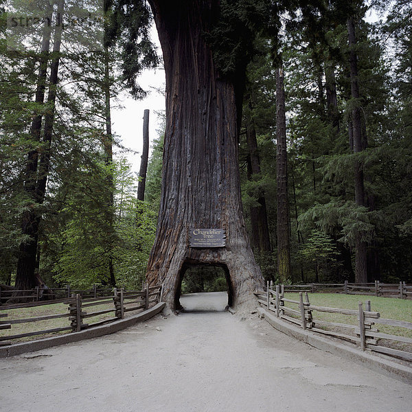 Der Kronleuchterbaum  ein Rotholzbaum  durch den Autos fahren können  Leggett  Kalifornien  USA