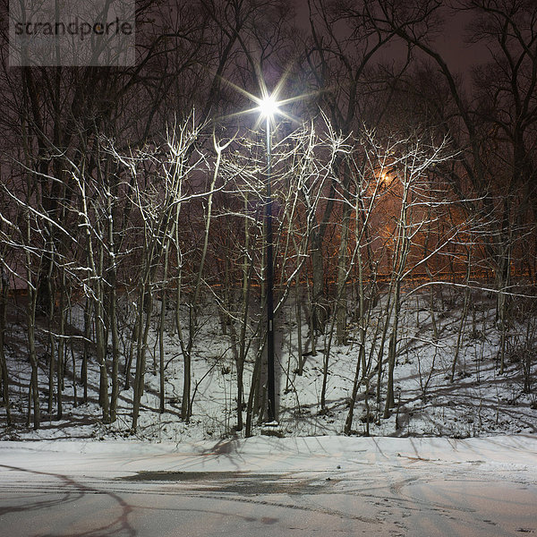 Eine Straßenlaterne unter kahlen Bäumen im Winter