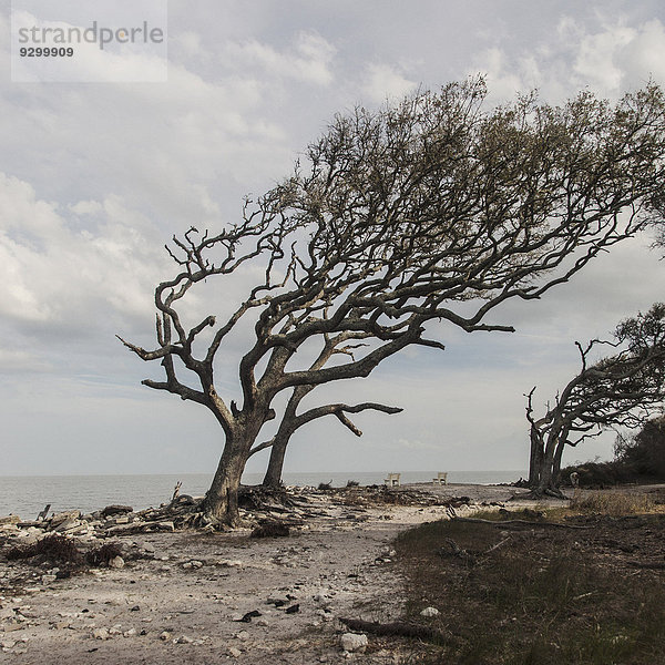 Ein vom Wind geformter Baum auf Jekyll Island  Georgia  USA