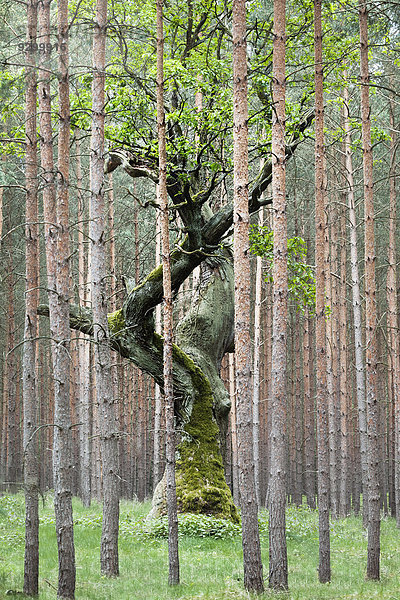 Gedrehter Baum umgeben von hohen Bäumen