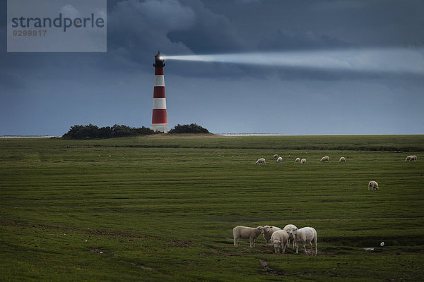 Schafherde und Leuchtturm in Schleswig-Holstein  Deutschland