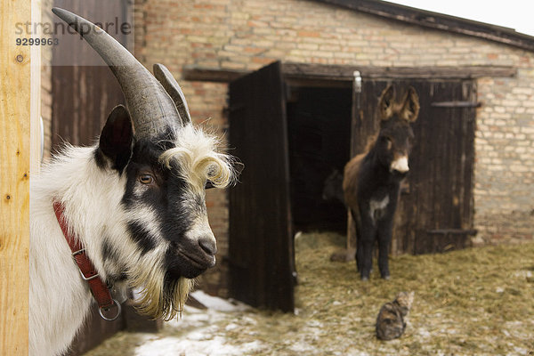 Ziege und Esel im Stall