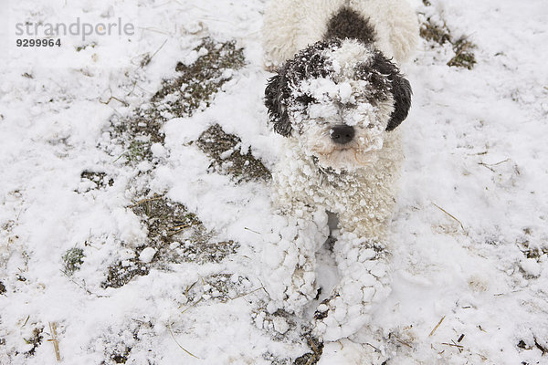 Portugiesischer Wasserhund mit Schnee bedeckt